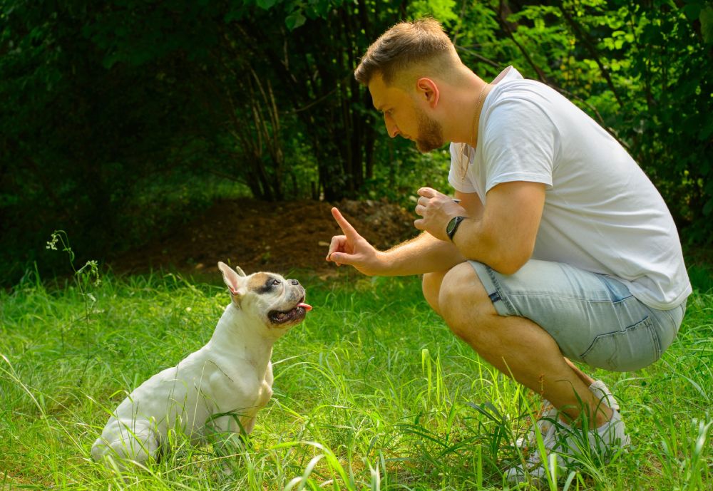 How to Get a Dog to Stop Barking: The Complete 2026 Guide